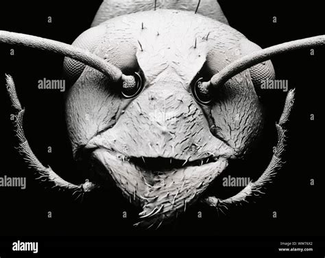 ant electron microscope